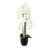 Orchidea biela v kvetináči, 119cm