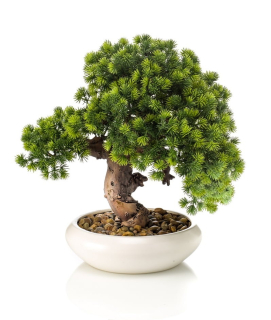 Bonsai Smrekovec v miske, 37cm