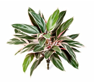 Cordyline premium, 48cm