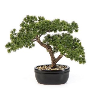 Bonsai borovice Mini v kvetináči, 26cm